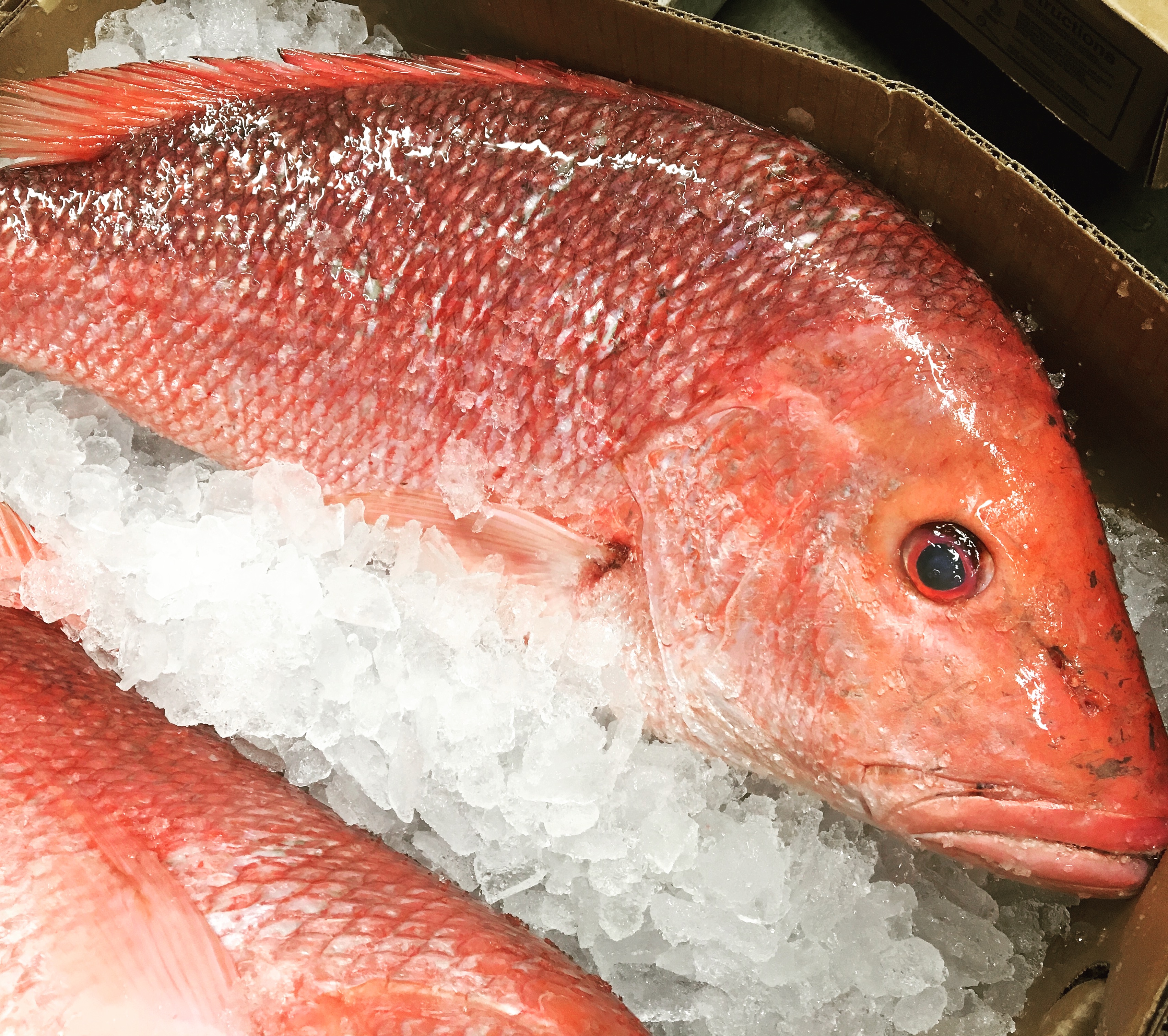 Post created by @localsseafood on 2025-07-30 18:49